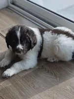 Rainey, a female Newfoundland for sale in Brighton, CO – 1 of 9
