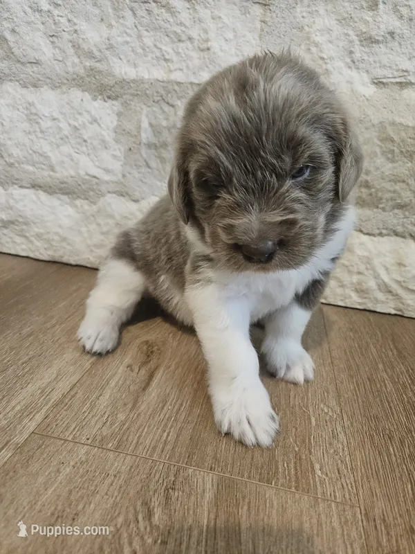 Remington – Newfoundland puppy on hold in Brighton, CO