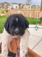 Isla, a female Newfoundland for sale in Brighton, CO – 4 of 10