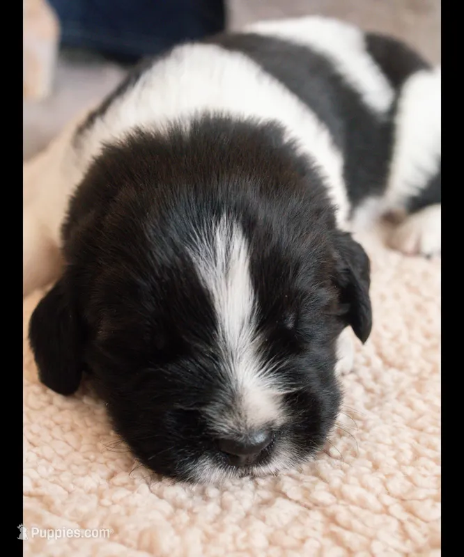 Ford  – Newfoundland puppy for sale in Brighton, CO