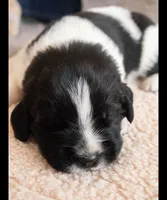 Ford , a male Newfoundland for sale in Brighton, CO – 1 of 7