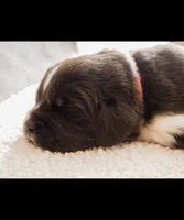 Nixie, a female Newfoundland for sale in Brighton, CO – 2 of 7