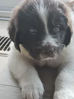Rainey, a female Newfoundland for sale in Brighton, CO – 2 of 9
