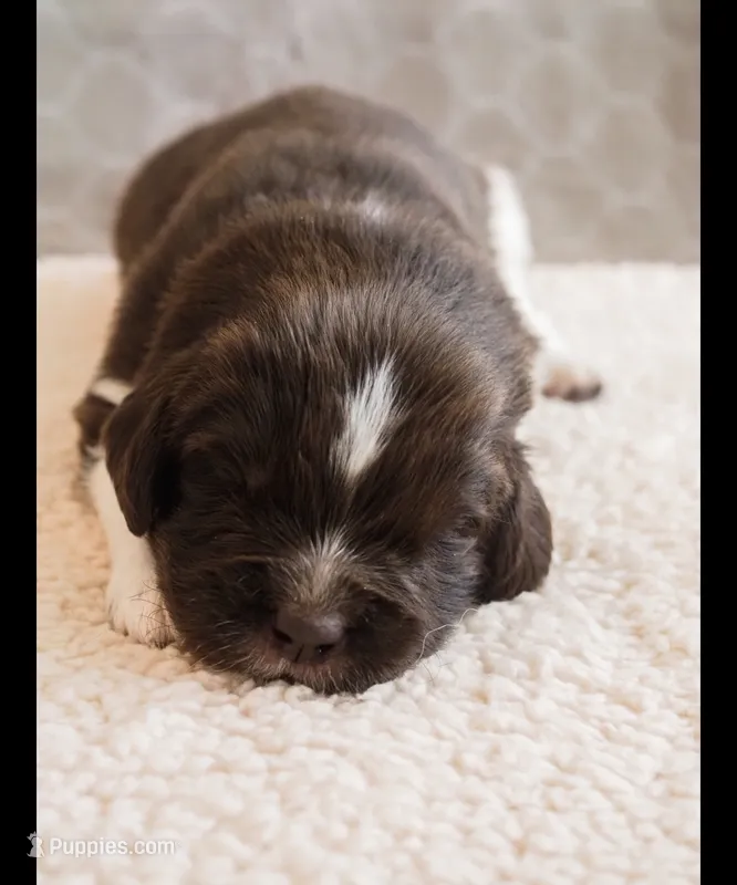 Nixie – Newfoundland puppy for sale in Brighton, CO