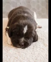 Nixie, a female Newfoundland for sale in Brighton, CO – 1 of 7