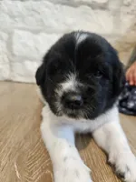 Isla, a female Newfoundland for sale in Brighton, CO – 6 of 10