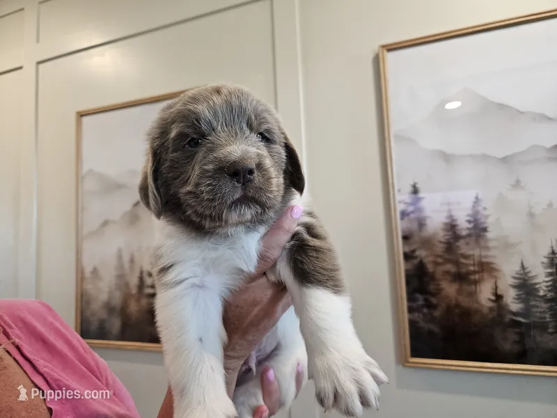 Remington – Newfoundland puppy for sale in Brighton, CO