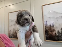 Remington, a male Newfoundland for sale in Brighton, CO – 3 of 10