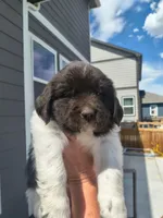 Talia, a female Newfoundland for sale in Brighton, CO – 3 of 8