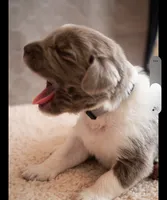 Remington, a male Newfoundland for sale in Brighton, CO – 2 of 7