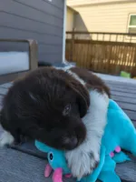 Talia, a female Newfoundland for sale in Brighton, CO – 2 of 8