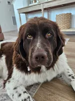Talia, a female Newfoundland for sale in Brighton, CO – 8 of 8
