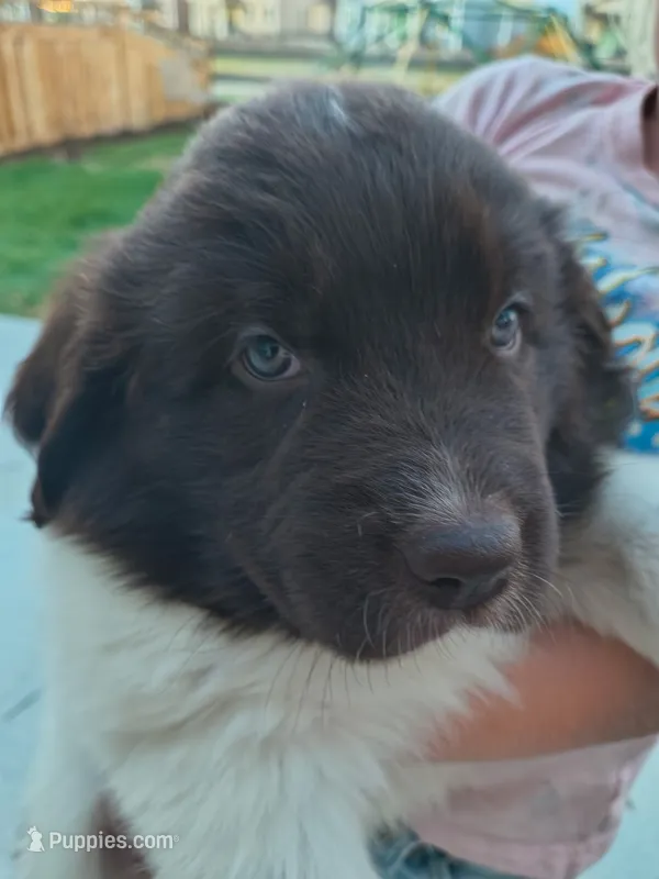 Talia – Newfoundland puppy for sale in Brighton, CO