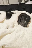 Ford , a male Newfoundland for sale in Brighton, CO – 7 of 7