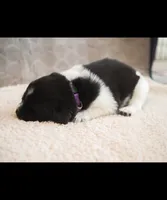 Isla, a female Newfoundland for sale in Brighton, CO – 1 of 9