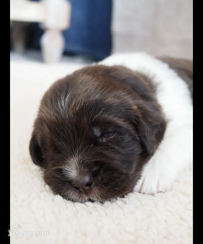 Talia – Newfoundland puppy for sale in Brighton, CO