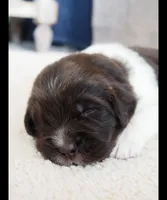 Talia, a female Newfoundland for sale in Brighton, CO – 1 of 8