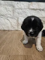 Isla, a female Newfoundland for sale in Brighton, CO – 7 of 10