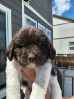 Talia, a female Newfoundland for sale in Brighton, CO – 1 of 8