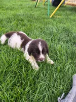 Rainey, a female Newfoundland for sale in Brighton, CO – 4 of 9
