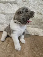 Remington, a male Newfoundland for sale in Brighton, CO – 5 of 10
