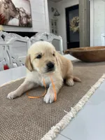 Orange Boy, a male Golden Retriever for sale in Paris, TX – 5 of 8