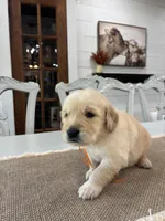 Orange Boy, a male Golden Retriever for sale in Paris, TX – 4 of 8