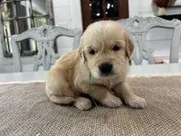 Green Girl, a female Golden Retriever for sale in Paris, TX – 4 of 8