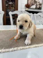 Orange Boy, a male Golden Retriever for sale in Paris, TX – 8 of 8