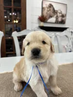 Blue Boy, a male Golden Retriever for sale in Paris, TX – 3 of 9