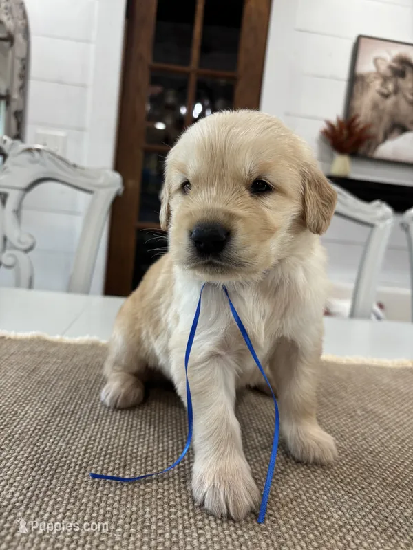Blue Boy – Golden Retriever puppy for sale in Paris, TX