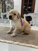 Purple Girl, a female Golden Retriever for sale in Paris, TX – 4 of 8
