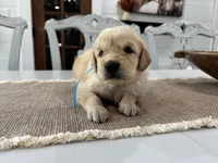 Light Blue Girl, a female Golden Retriever for sale in Paris, TX – 6 of 8
