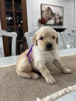 Purple Girl, a female Golden Retriever for sale in Paris, TX – 8 of 8