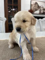 Blue Boy, a male Golden Retriever for sale in Paris, TX – 2 of 9