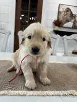 Red Boy, a male Golden Retriever for sale in Paris, TX – 6 of 7