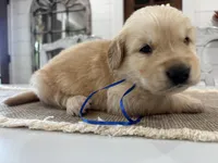 Blue Boy, a male Golden Retriever for sale in Paris, TX – 4 of 9