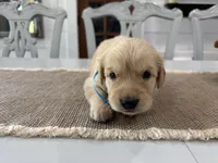 Light Blue Girl, a female Golden Retriever for sale in Paris, TX – 3 of 8