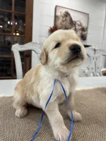 Blue Boy, a male Golden Retriever for sale in Paris, TX – 7 of 9