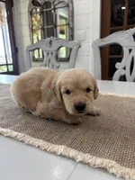 Light Blue Girl, a female Golden Retriever for sale in Paris, TX – 4 of 8