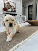 Orange Boy, a male Golden Retriever for sale in Paris, TX – 6 of 8