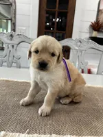 Purple Girl, a female Golden Retriever for sale in Paris, TX – 7 of 8