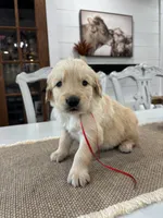 Red Boy, a male Golden Retriever for sale in Paris, TX – 4 of 7
