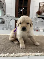Purple Girl, a female Golden Retriever for sale in Paris, TX – 3 of 8