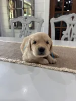 Light Blue Girl, a female Golden Retriever for sale in Paris, TX – 8 of 8