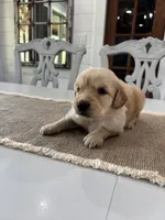 Light Blue Girl, a female Golden Retriever for sale in Paris, TX – 2 of 8