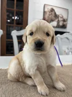 Purple Girl, a female Golden Retriever for sale in Paris, TX – 5 of 8
