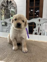 Purple Girl, a female Golden Retriever for sale in Paris, TX – 2 of 8