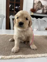 Pink Girl, a female Golden Retriever for sale in Paris, TX – 7 of 7