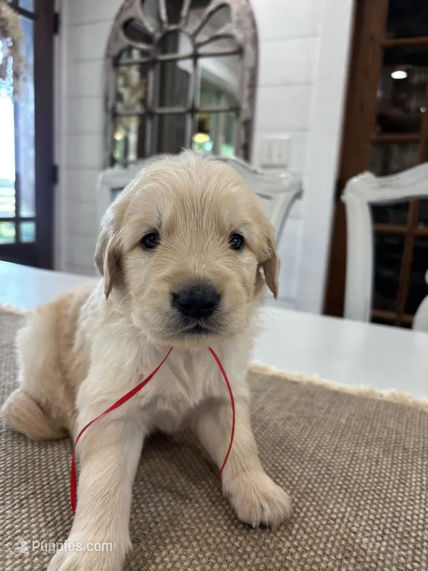 Red Boy – Golden Retriever puppy for sale in Paris, TX